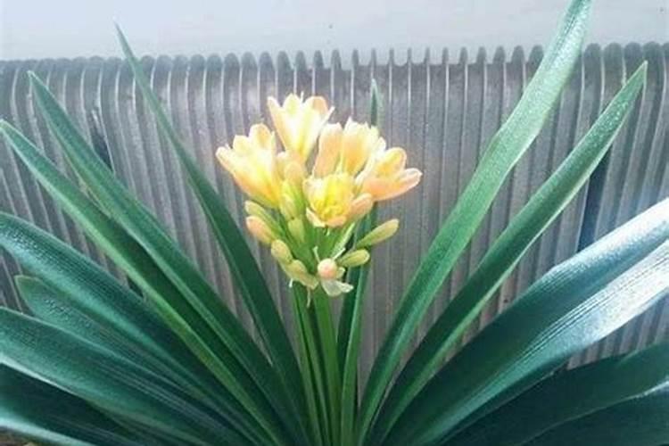 君子兰开花需要施肥吗？如需要施什么品种的肥？对温度有要求吗？谢谢