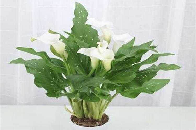马蹄莲花期施什么肥？