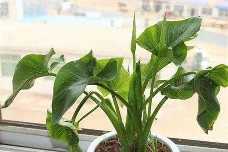 马蹄莲施什么肥最好