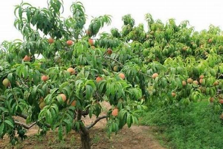 种植桃树施肥要合理,什么时候施肥好？