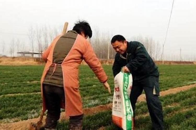 黄豆病害图谱及防治方法