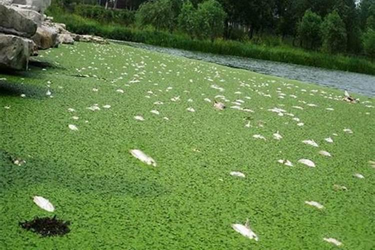 西农8号西瓜亩产多少斤 种植方法总结