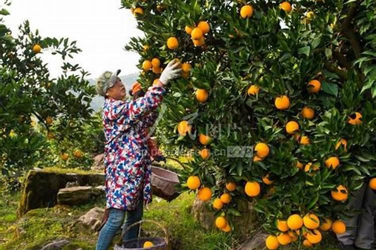 八冃份脐橙可以打芸苔素吗？