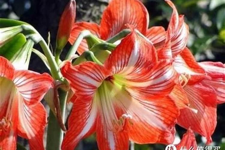 朱顶红用什么肥料最好花卉百科