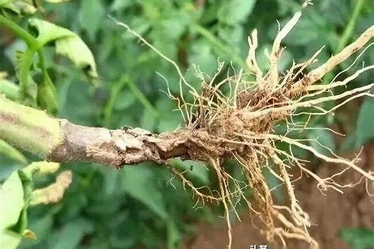 芹菜的那个基腐病,大神,你们怎么医治的