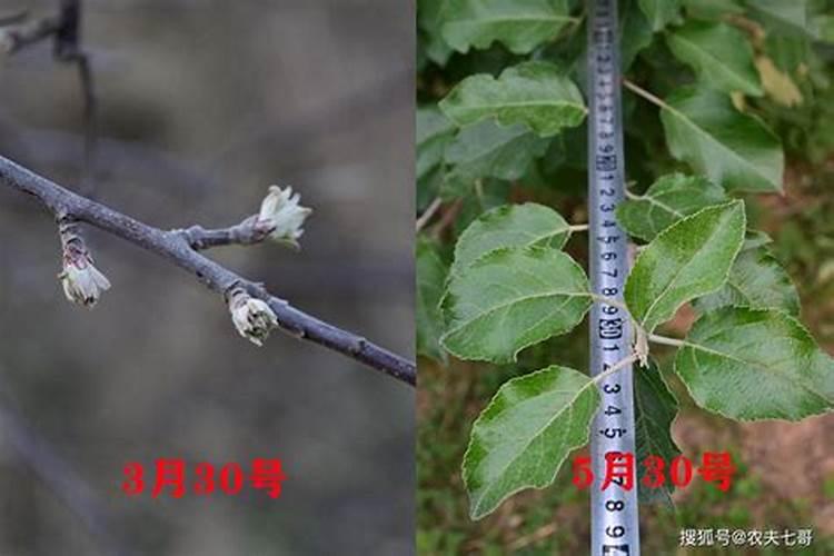 苹果一年施肥一览表