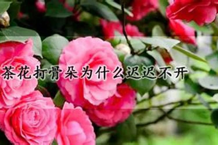 中国水溶肥的前十名 中国十大水溶肥排名
