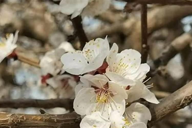 如何防止杏树落花落果？