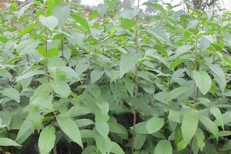 杜仲树苗的种植方法？ 树苗？？？