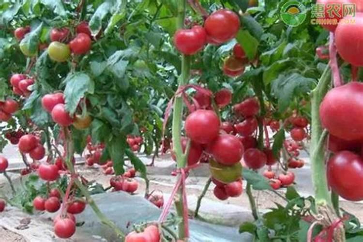 西红柿挂果后施什么肥