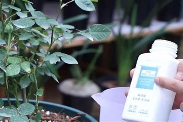 月季长花苞后怎么施肥 花蕾期施什么肥