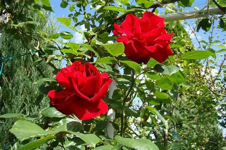 施什么肥可以促进开花施什么肥能促进开花