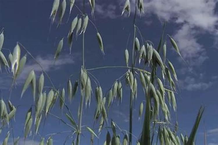 燕麦草播种方法