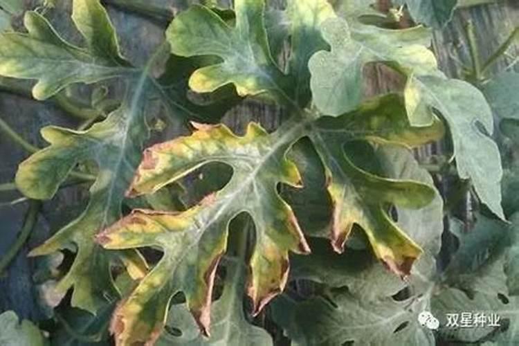 西瓜苗施加哪种叶面肥效果佳