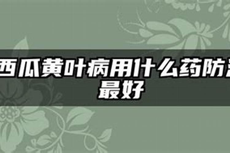 西瓜叶子上面枯黄如何挽救 西瓜叶子上面枯黄怎么挽救