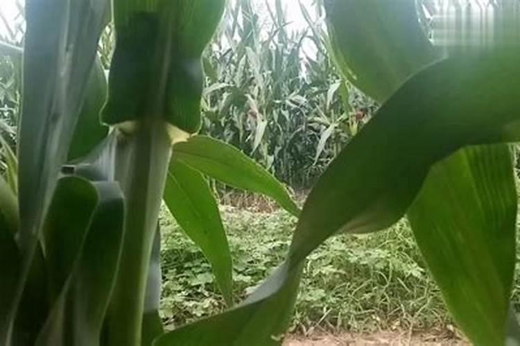 播种机怎样给玉米追肥好？