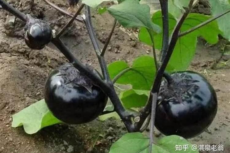 茄子绵疫病症状是什么 怎么防治好