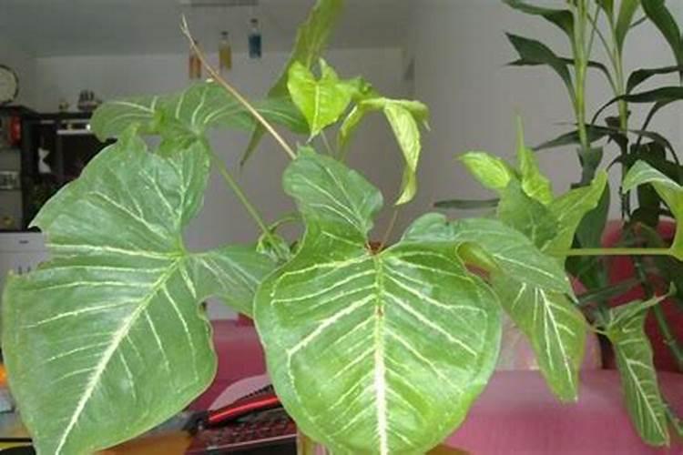 大叶苹果芋怎么养