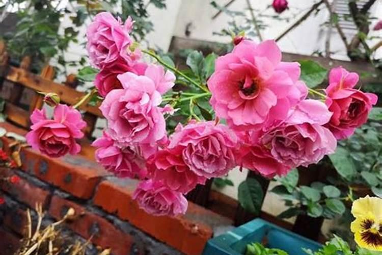 月季花施什么肥料开花多