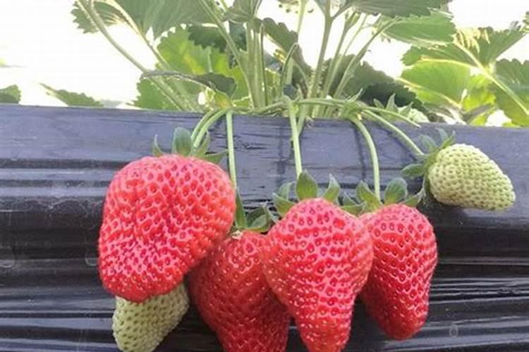 草莓追肥什么肥料？