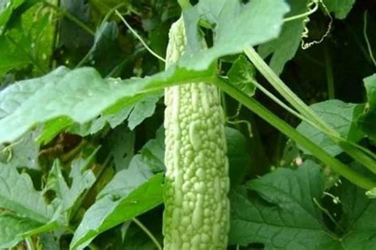 苦瓜怎么栽培种植能高产