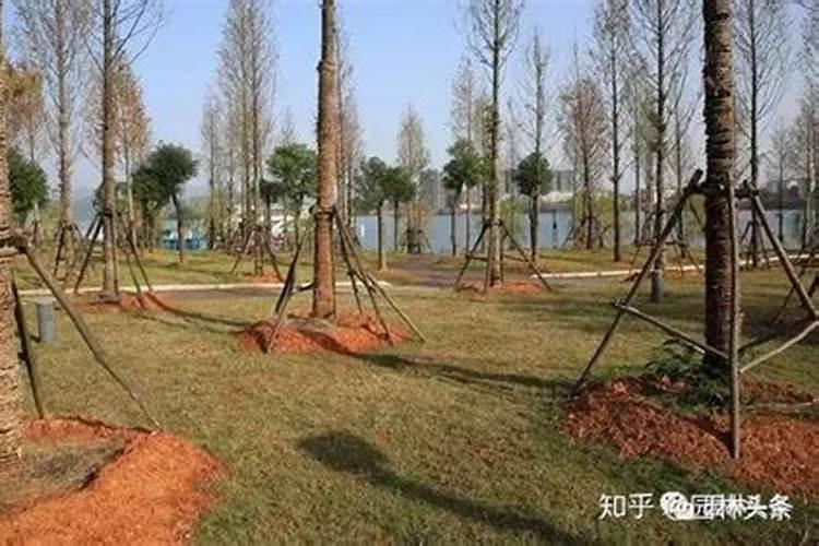 冲施肥用高氮高钾好还是平衡肥料好