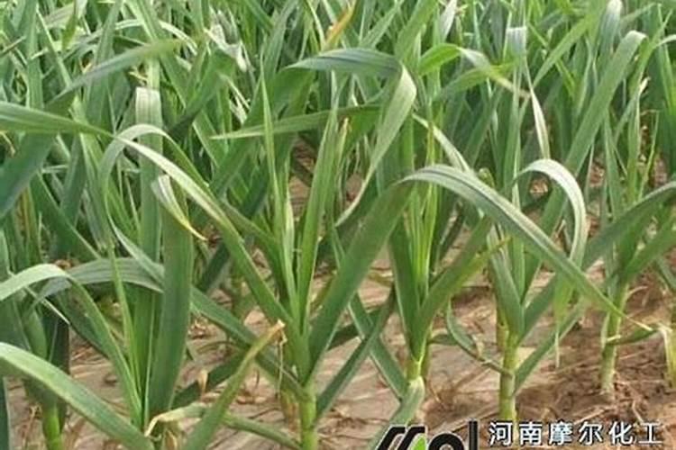 大蒜一亩地上多少肥料为合适