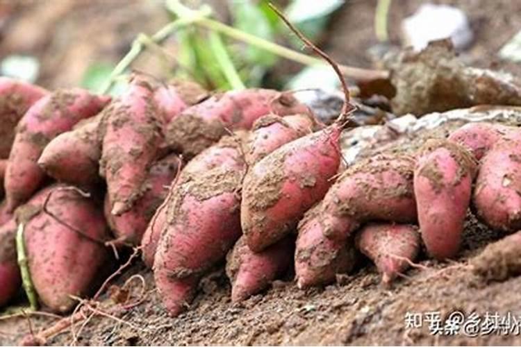 红薯苗喷什么叶面肥生长快,红薯苗什么时候种植好