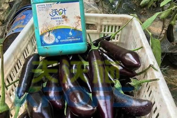 茄子怎么施用氨基酸肥