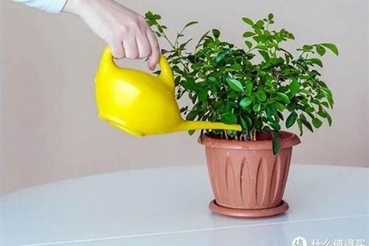 花施肥后什么时候浇水