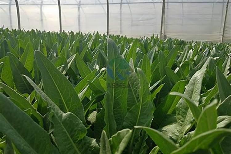 大连什么时候种油麦菜？