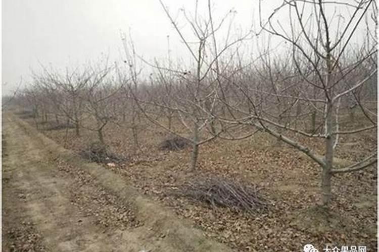苹果树补钙的叶面肥有哪些苹果树叶面肥一年喷几次都喷什么肥