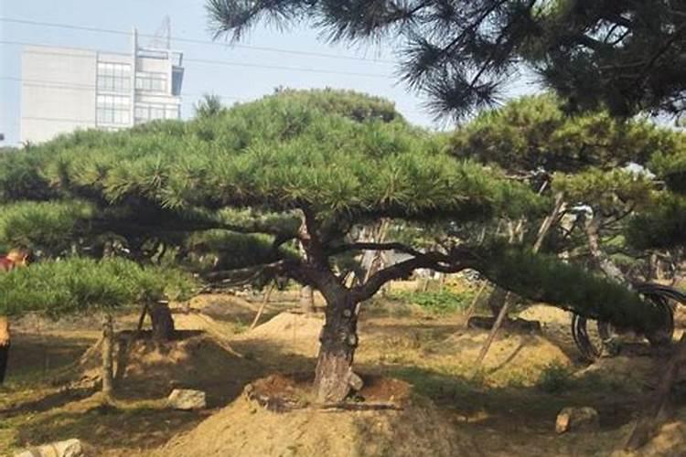 松针盆景怎么养护(松针盆景怎么养护和浇水)