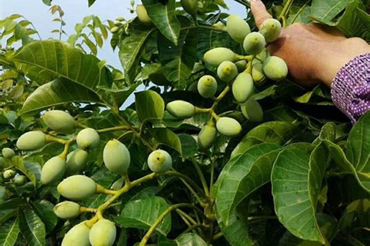 黑榄苗哪个品种最好