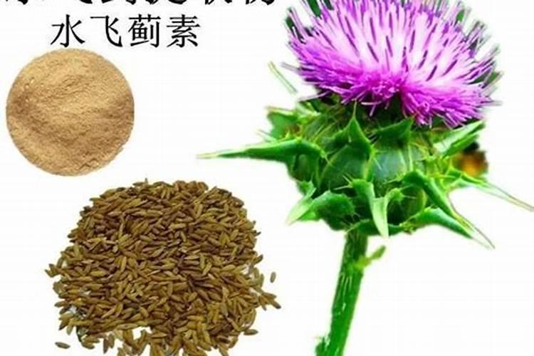 农村种植什么药材赚钱