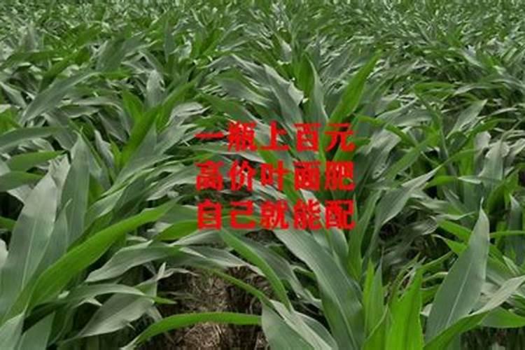 硼钙叶面肥和硫磺能一起用吗