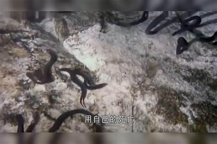 鱼骨头磨成的粉是氮肥磷肥还是钾肥？