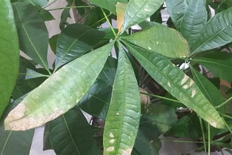 板栗树叶能做花肥吗 板栗树叶能不能做花肥