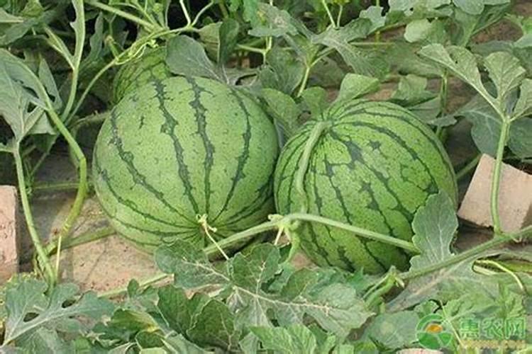 西瓜结果后施什么肥料