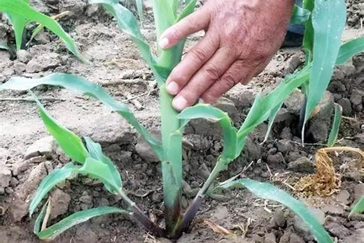 怎样种植糯玉米？