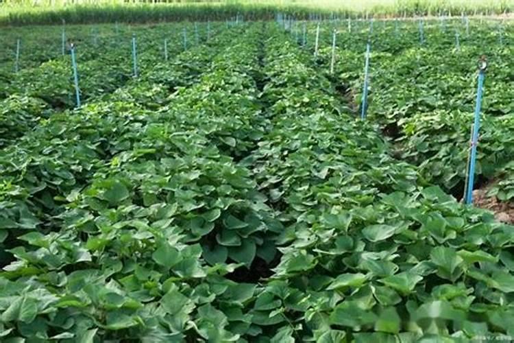 红薯用什么复合肥高产,附种植方法与时间