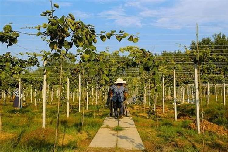 微量元素肥料有哪些 微量元素肥料有什么作用