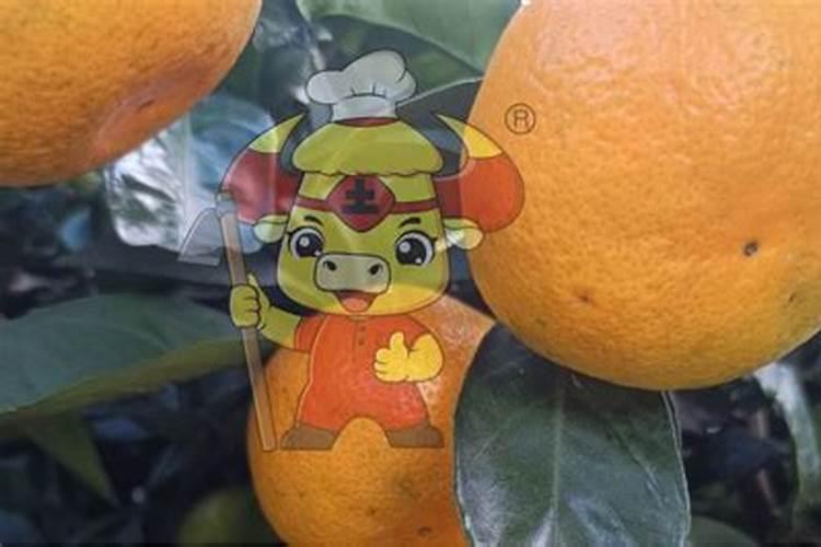一棵果树施多少复合肥合适
