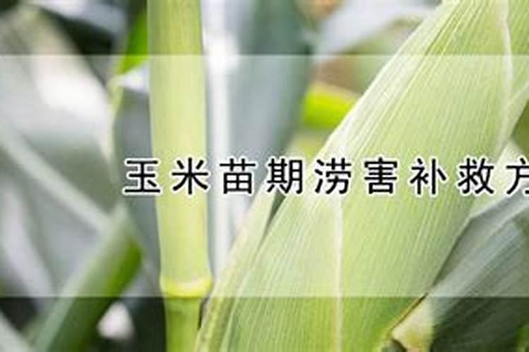 被水淹过后的玉米叶子发黄,不长,有什么补救方法让它快速恢复吗百度知 ...