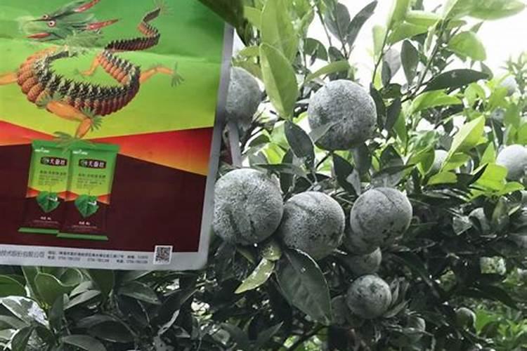 沃柑怎么施用鱼蛋白肥？