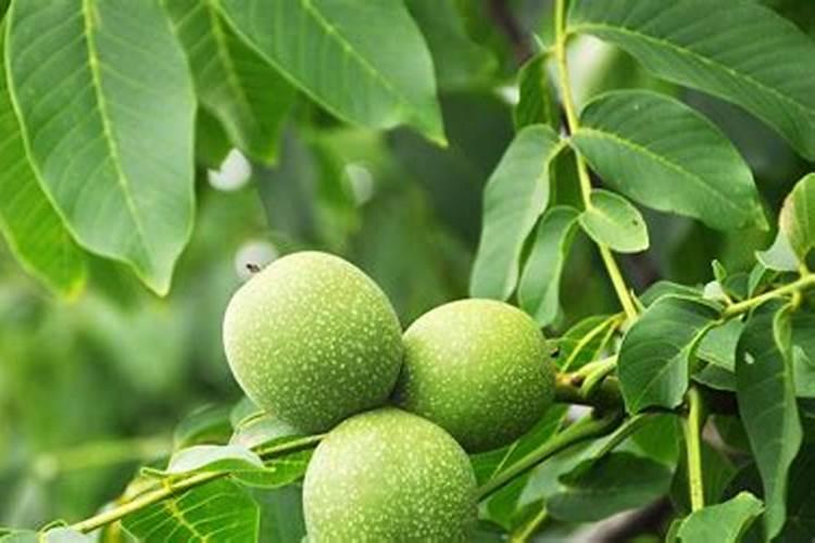 核桃树上什么肥料好