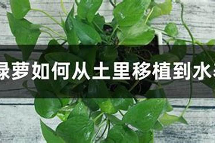 绿萝施什么肥好