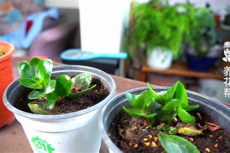 茉莉花有花苞的时候可以施肥吗