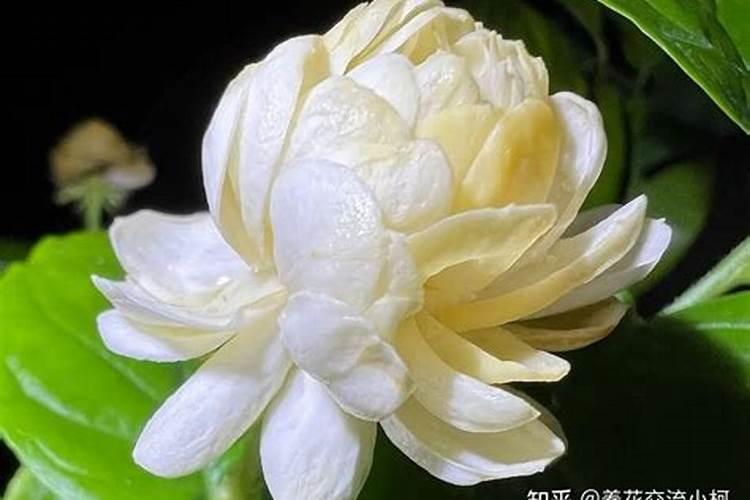 茉莉花有花苞的时候可以施肥吗