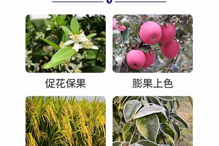 十大低钾水果排行榜